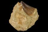 Mosasaur (Prognathodon) Tooth With Crow Shark Tooth - Morocco #152551-1